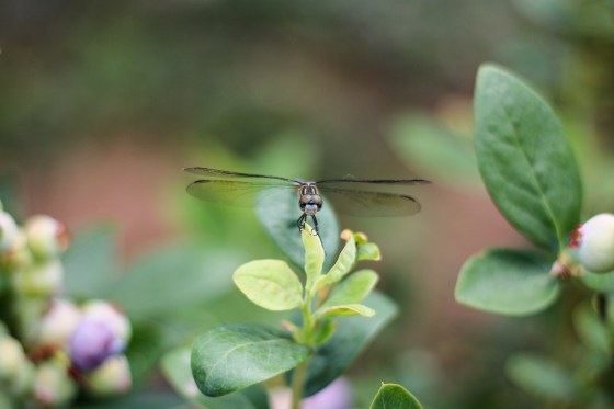 blueberrypicking-25