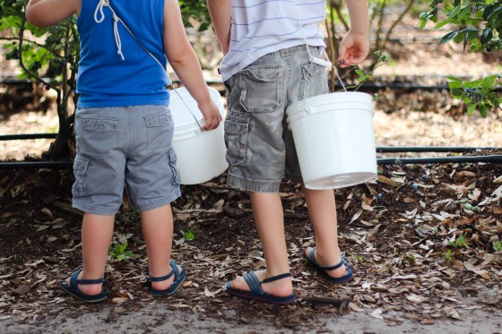 blueberrypicking